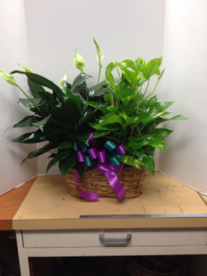 Double Plant Basket Plant
