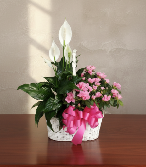 Double Plant Basket Plants