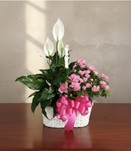 Double Plant Basket Plants