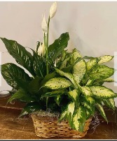 Double Plant Basket   (Plants Vary) Plants