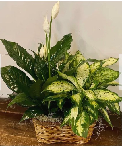 Double Plant Basket   (Plants Vary) Plants