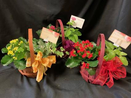 Double Planter Dish Garden 