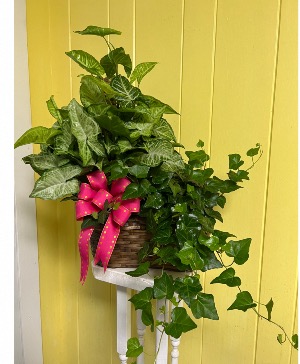 Double Planter Plant