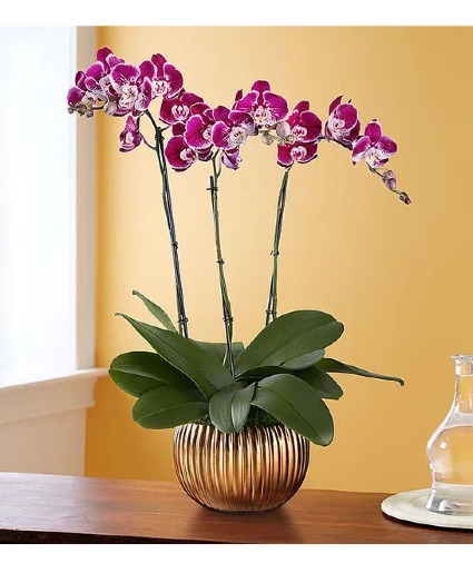 Double Plum colored PhalaenopsisOrchid Plant