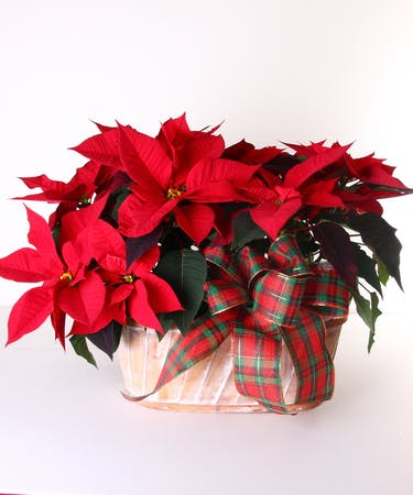 Double Poinsettia Basket  Two Poinsettia Plants In Basket