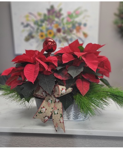 Double Poinsettia poinsettia plant