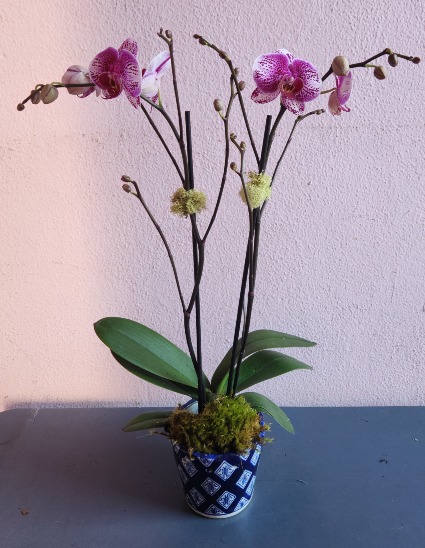 Double Purple Orchid 