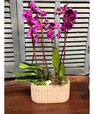 Double Purple Orchid 