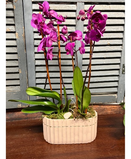 Double Purple Orchid 