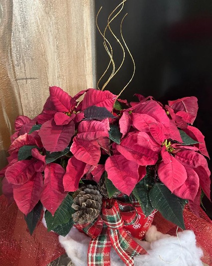 Double Red Poinsettia In a Giftable Snowflake Tin Poinsettias in Collectable Tin