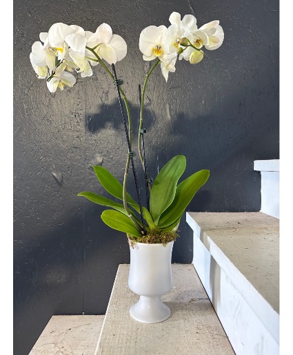 Double Spike Orchid  