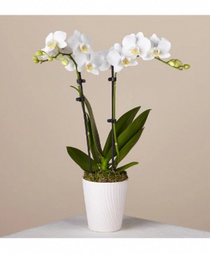 Double Stem Orchid House Plant 