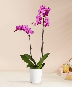 Double Stem Orchid Plant