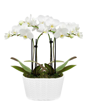 Double Stem Orchid Plant  in White pot