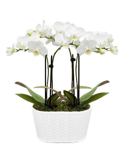 Double Stem Orchid Plant  in White pot