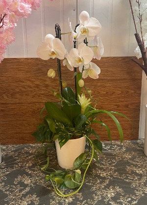 Double-stem orchid with Bromeliad 