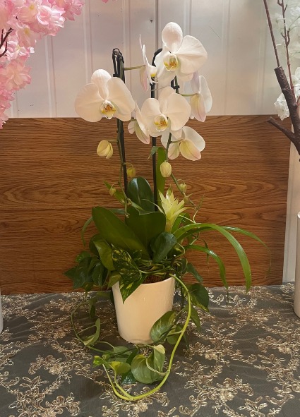 Double-stem orchid with Bromeliad 