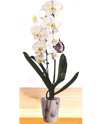 Double Stem Phalaenopsis Orchid  Plant