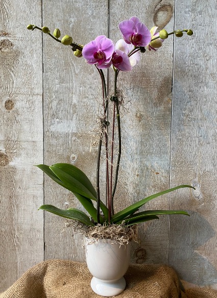Double Stem Orchid  potted 