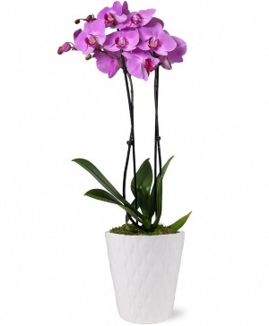Double Stem Purple Orchid  House Plant 