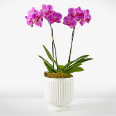 Double Stem Purple orchid  in a white pot