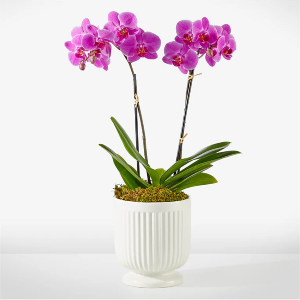 Double Stem Purple orchid  in a white pot