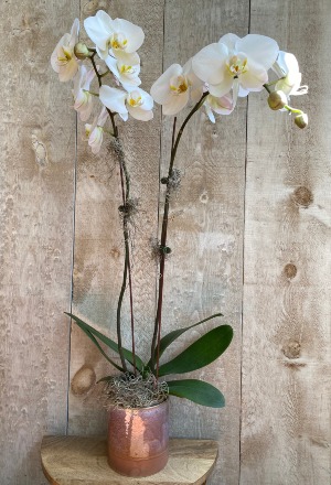  Double Stem White Orchid  in decorative ceramic pot