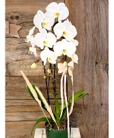 DOUBLE STEMS ORCHID  PLANT