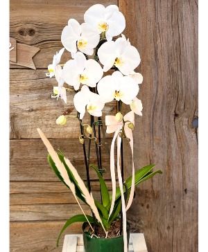 DOUBLE STEMS ORCHID  PLANT