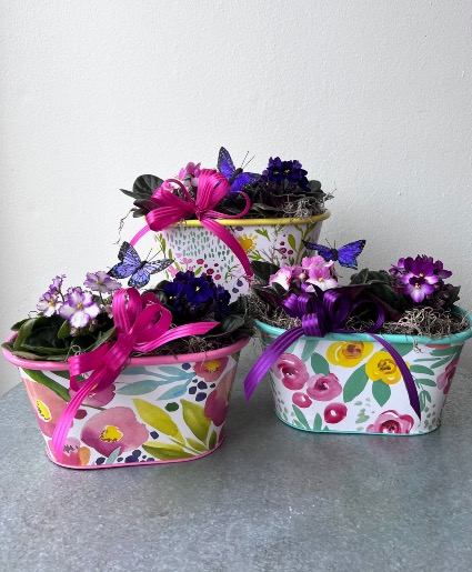 Double Violet Delight 
