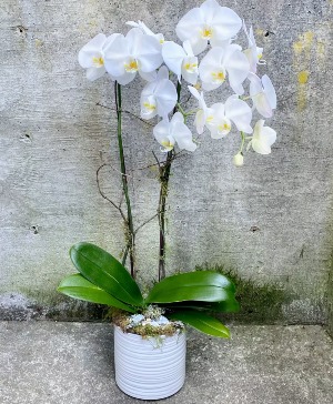 Double white orchid plant 