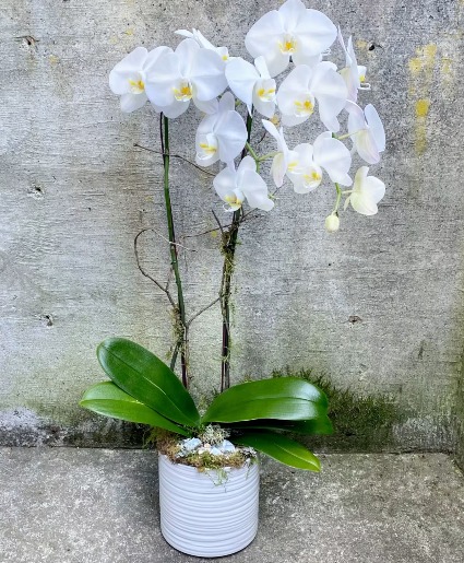 Double white orchid plant 