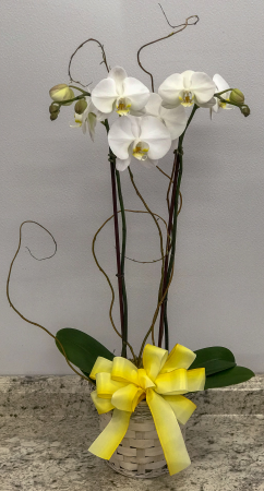 Double White Phalaenopsis Orchid Plant