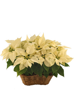Double White Poinsettia Blooming Plant