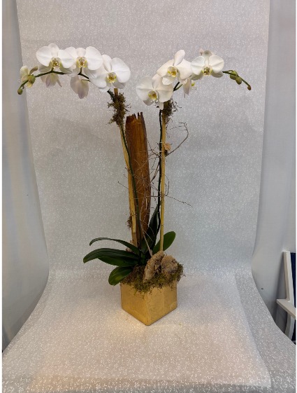 Double White with Gold Leaf 