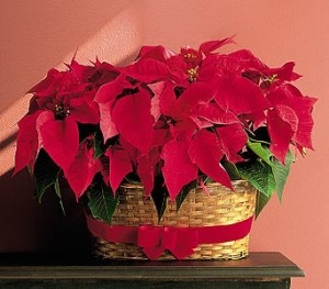 Doublen Poinsettias Christmas