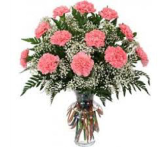 DOZ PINK CARNATIONS 
