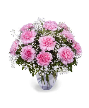 Dozen Pink Carnations fresh arrangement