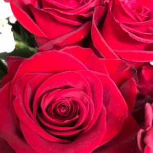 Dozen Red Roses Wrapped  Rose