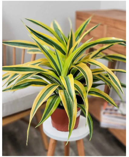 Dracaena 6" plant