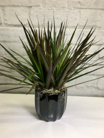 Dracaena Cincta in Black Pottery  Red Margin Dracaena