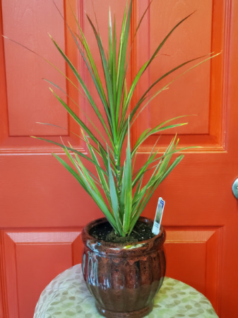 Dracaena in 6" Ceramic Planter  
