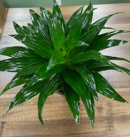 Dracaena Janet Craig 6"