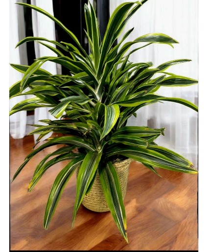 Dracaena  "Lemon Lime" 