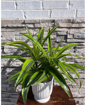 Dracaena Lemon Lime In Comfort Planter Pot  plant 