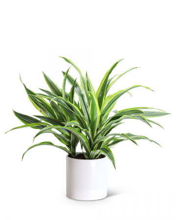 Dracaena Lemon Lime Plant Plant