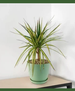Dracaena marginata plant