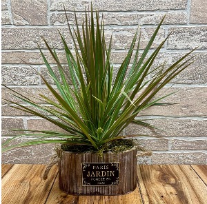 Dracaena Marginata Plant 