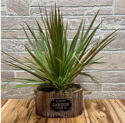 Dracaena Marginata Plant 