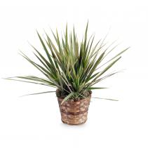 Dracaena Marginata Plant Plant